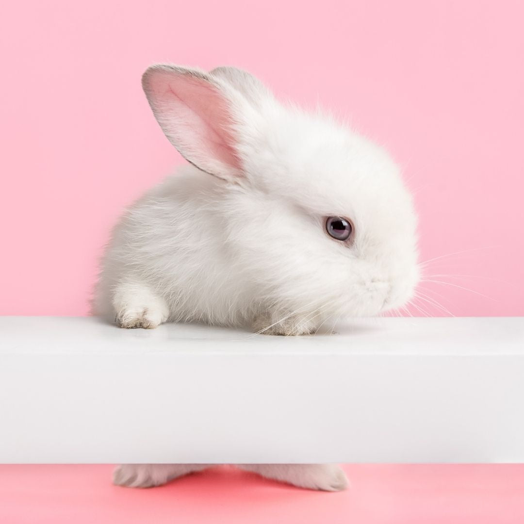 Jump the Queue - Order Processed within 24 hrs